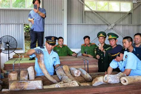 Worlds Largest Ivory Seizure Over Nine Tonnes Of Ivory Seized In