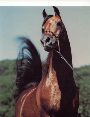 Gg Jabask Arabian Horse Arabians Pretty Horses