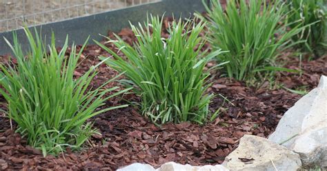 The Basics Of Mulch What How Where When And Why To Use Hometalk