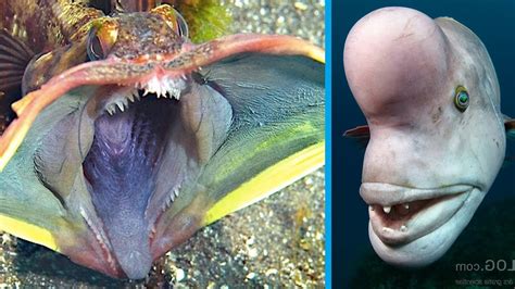 5 Strange Creatures Found In The Ocean Youtube