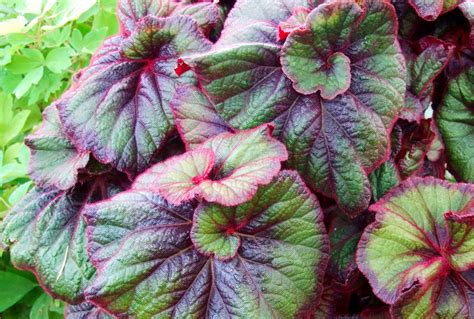 How To Plant And Grow Rex Begonias