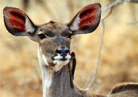 Kudu Female 5 Free Stock Photo Freeimages