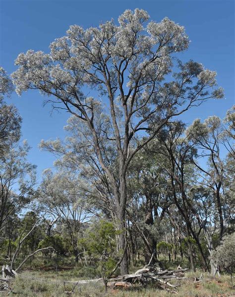Acacia Harpophylla Southeast Of Augathella Qld 290922 Flickr