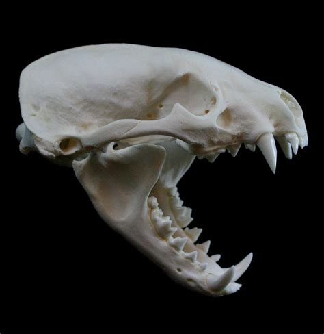 Badger Skull For Sale Paxton Gate