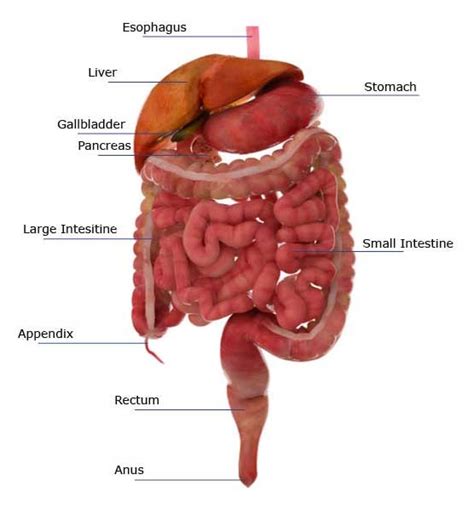 Anatomy Of Digestive System Digestive System