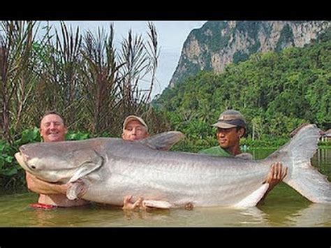 2 cup guinness beer, 1 tsp. WORLD'S BIGGEST CATFISH EVER CAUGHT - YouTube