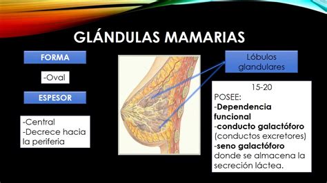Anatomía De Las Mamas Youtube