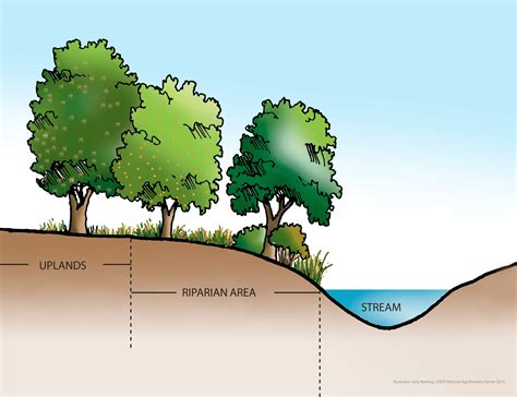 Why Is A Riparian Zone So Important