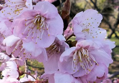 Winter Cherry Blossom Flickr Photo Sharing