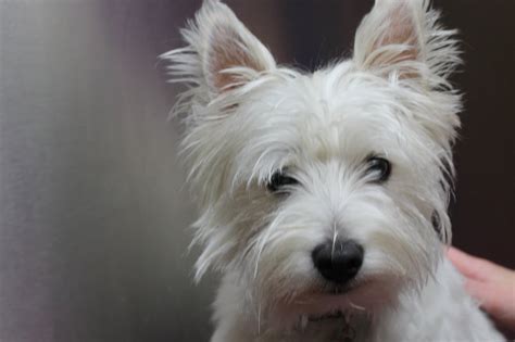 West Highland White Terrier Dog Breed Information And Pictures Livelife