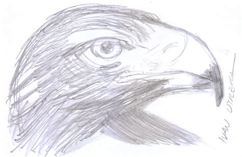 Aguila A Lápiz Drawing Dibujos Lapiz