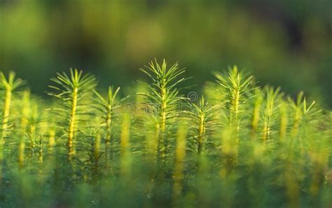 Green Moss Close Up Kukushkin Flax Ordinary Or Polytrichum Ordinary