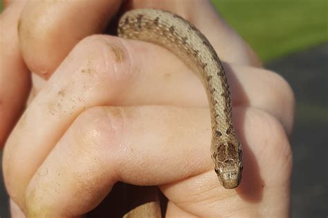 How To Identify And React To Snakes In Ohio Farm And Dairy