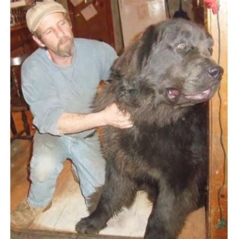 We are located on 8 acres in central florida just west of ocala and besides our dogs, we also have cats, horses, cows, rabbits, and hedgehogs. Crooked River Saints, Newfoundland Dog Breeder in ...