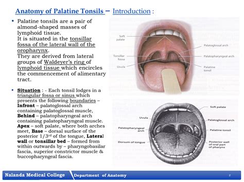 Solution Palatine Tonsils Studypool