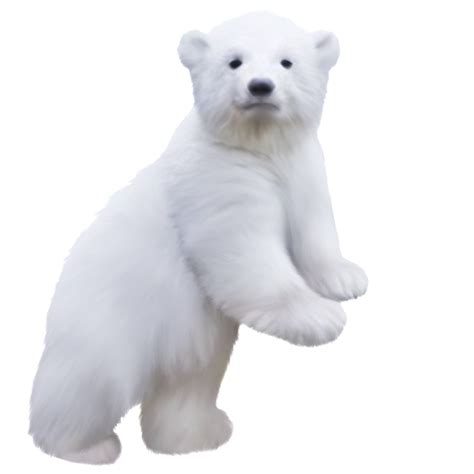 Polar Bear Clip Art Polar Bear Png Download 640640 Free