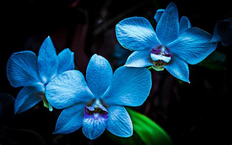 Download Wallpapers Blue Orchids Macro Blue Flowers