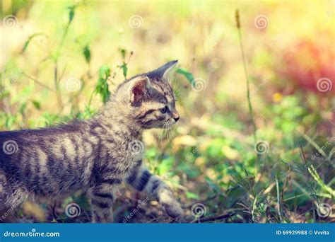 Kitten Walking In The Grass Stock Photo Image Of Light Green 69929988