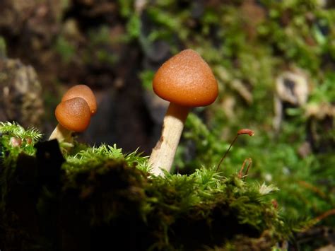 Lbm Little Brown Mushrooms John Munt Flickr