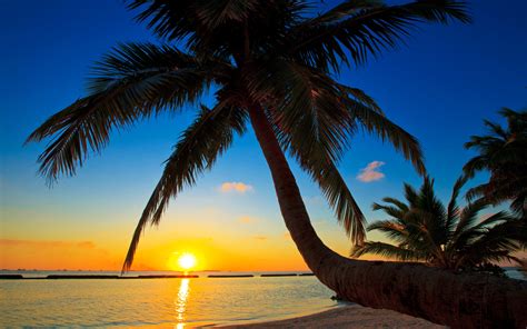 Palma Malediven Sonnenuntergang Strand Meer Palme 2880x1800 Hd