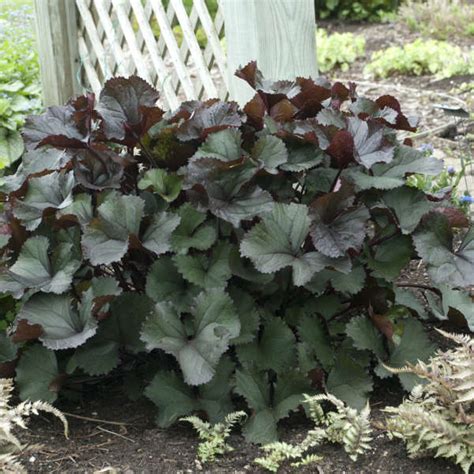 Ligularia dentata 'britt marie crawford'. Rare Plant. Ligularia dentata 'Britt-Marie Crawford ...