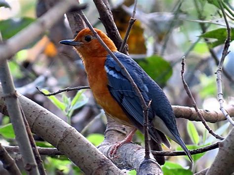 Pin On Wildlife Sanctuaries In West Bengal
