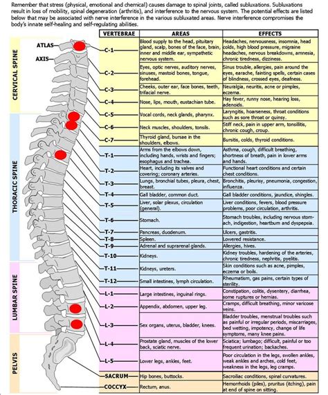Click on the name of a muscle for a page about that muscle (works for most labels). spine+diagram | SPINAL NERVES & EFFECTS CHART | Good to ...