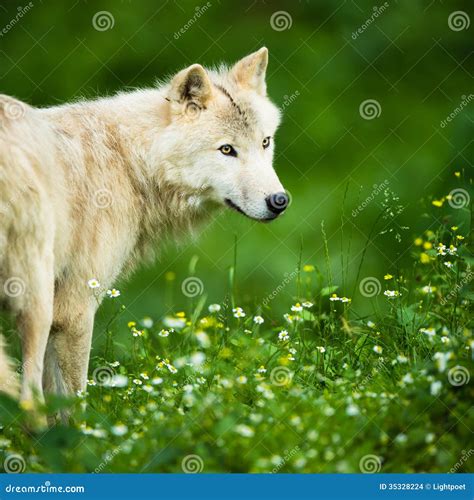 Loup Polaire Arctique De Loup Aka Ou Loup Blanc Photo Stock Image Du