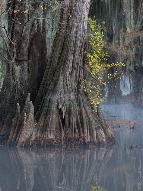 Water Trees Bonzai Mother Earth Mother Nature Bald Cypress Cypress