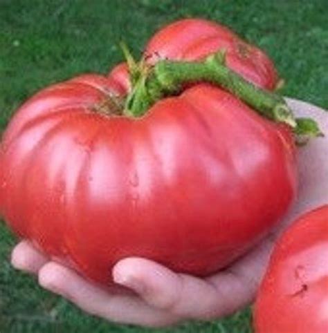 Ponderosa Red Tomato Seeds 30 Heirloom Seeds Early Large Etsy