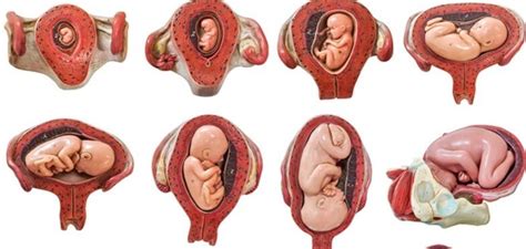 Bacaan khas untuk ibu hamil tentang keperluan nutrisi untuk bayi dalam kandungan. Begini Posisi Bayi dalam Kandungan yang Ideal dan Beresiko