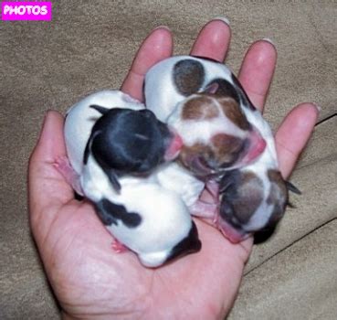 We did not find results for: Newborn Beagle Puppies | Beagle Puppies