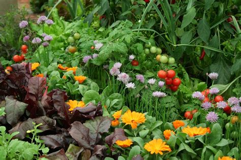Flowers To Plant With Vegetables Uk 9 Ideas For Magical Gardening The