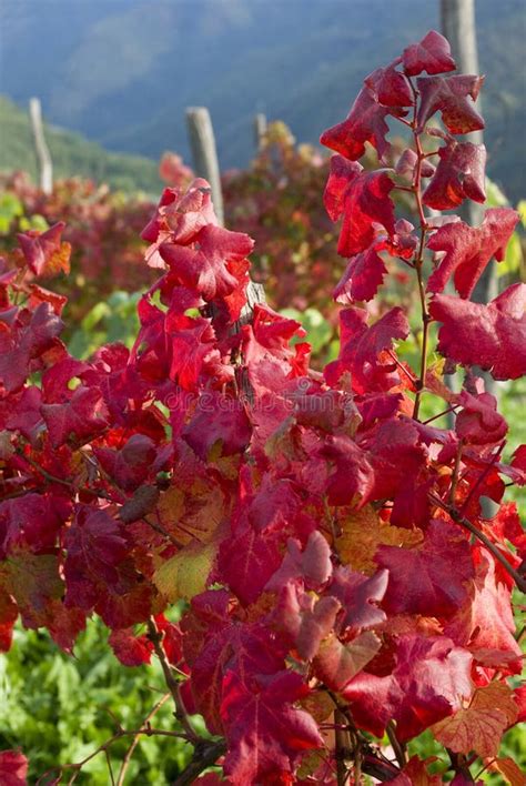Red Vine Autumn Leaves Stock Photo Image Of Farmland 61418944