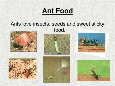 Ppt Ants Powerpoint Presentation Free Download Id1194893