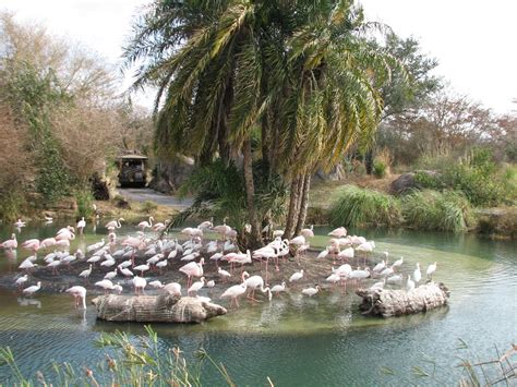 Kilimanjaro Safaris Greater Flamingo Exhibit Zoochat