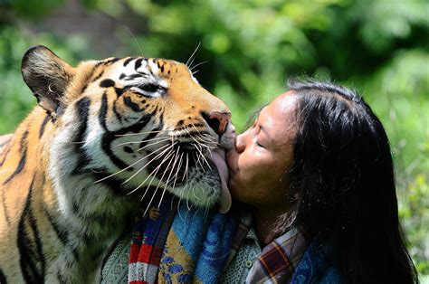 Malang Indonesia My Best Friend The Tiger Pictures Cbs News