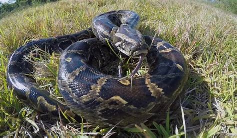 VIDEO 23 Foot Long Python Swallows Woman In Indonesia