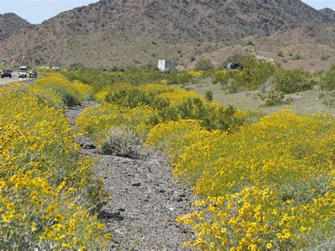 Rv Chuckles Arizona Desert Flowers
