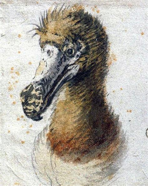 Dodo Bird A Resilient Island Survivor Before The Arrival Of Humans