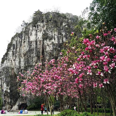 Pink Flowers Are Blooming On The Trees In Front Of A Large Rock