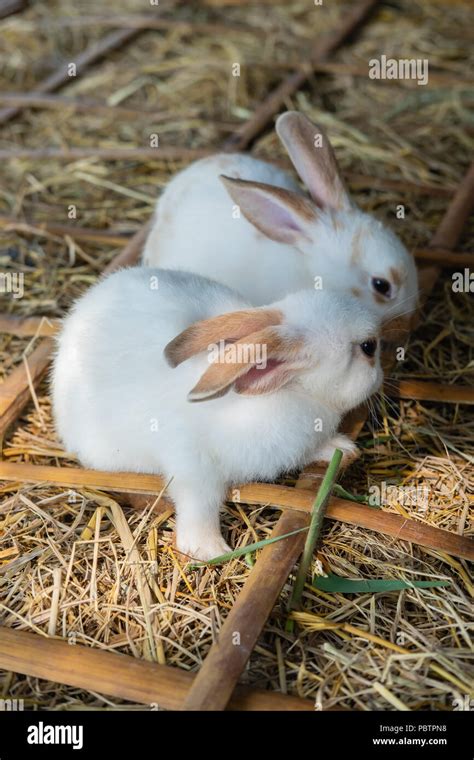 Two Cute White Baby Rabbits Eating Grass On The Straw Ground Stock