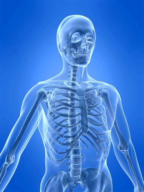 The Human Skeletal System Live Science