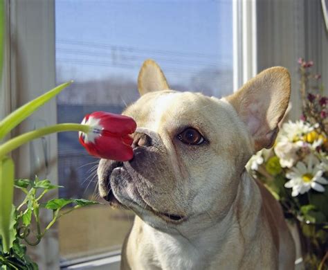 All dogs naturally bark and dogs have been selectively bred for certain functions such as alerting to strangers. French Bulldog Barking In Car - Pets Ideas