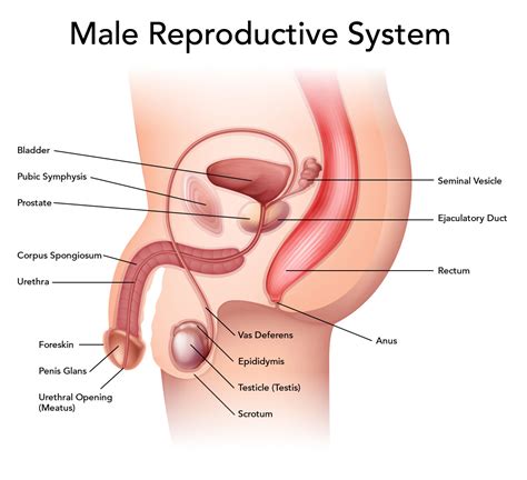 Male Reproductive System Diagram Labeled Scrotum Human Anatomy