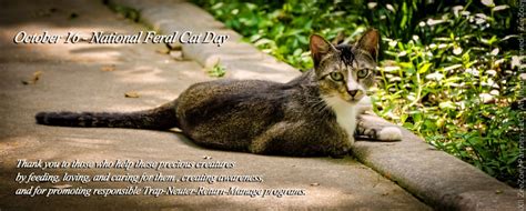 National Feral Cat Day And Raising Awareness About Community Cats Zee