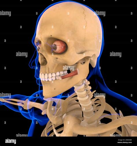 Risorius Muscle Anatomy For Medical Concept 3d Illustration Stock Photo