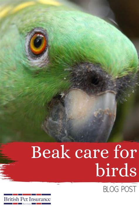 Beak Care For Birds Bird Beaks Beak Birds