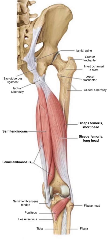 Hamstring Muscles Origin And Insertion