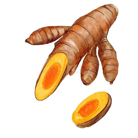 Turmeric Root With Small Sliced Piece Hand Drawn Watercolor Stock